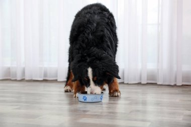 Bernese dağ köpeği kapalı katta kase yeme