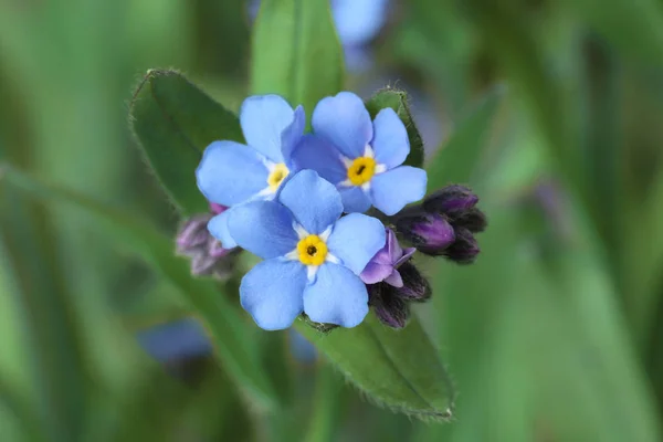 Amazing Spring zapomnieć-Me-nie kwiaty jako tło, zbliżenie widok — Zdjęcie stockowe