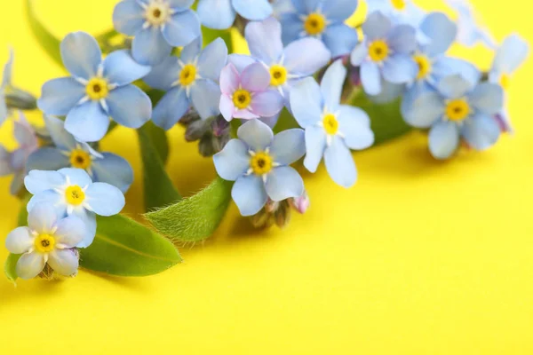 Primavera incrível esquecer-me-não flores no fundo de cor, close-up — Fotografia de Stock