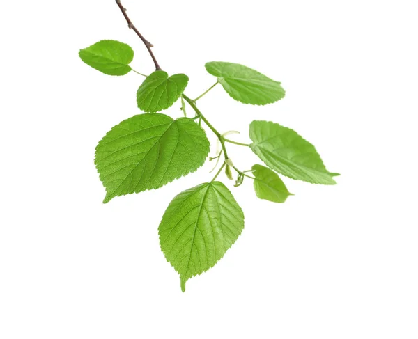 Rama con hojas verdes sobre fondo blanco —  Fotos de Stock