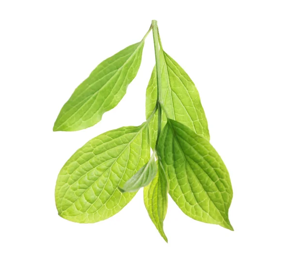 Υποκατάστημα με πράσινα φύλλα σε άσπρο φόντο — Φωτογραφία Αρχείου