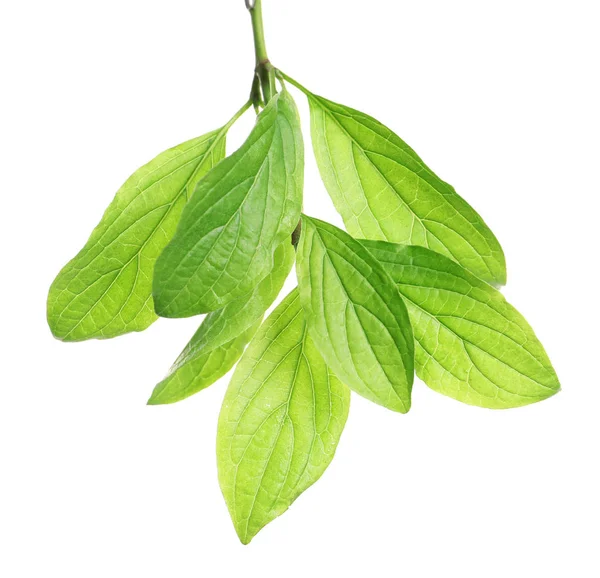 흰색 바탕에 녹색 잎 지점 — 스톡 사진