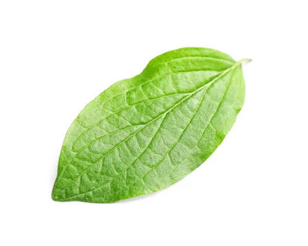 Schöner Frühling grünes Blatt auf weißem Hintergrund — Stockfoto