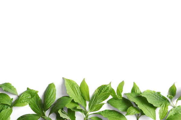 Όμορφη άνοιξη πράσινα φύλλα σε λευκό φόντο, κορυφή θέα — Φωτογραφία Αρχείου