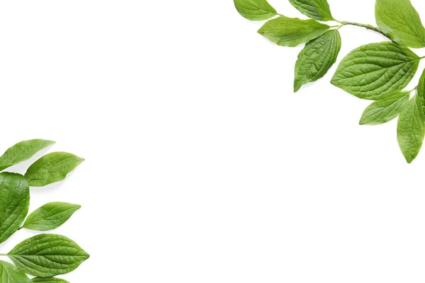 Belle foglie verdi primaverili su sfondo bianco, vista dall'alto. Spazio per testo — Foto Stock
