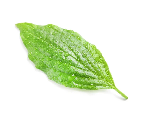 Folha verde com orvalho sobre fundo branco — Fotografia de Stock