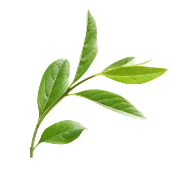 Zweig mit grünen Blättern auf weißem Hintergrund — Stockfoto