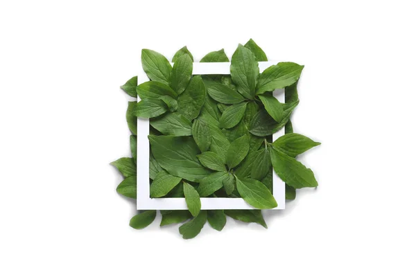 Composition with green leaves on white background, top view — Stock Photo, Image