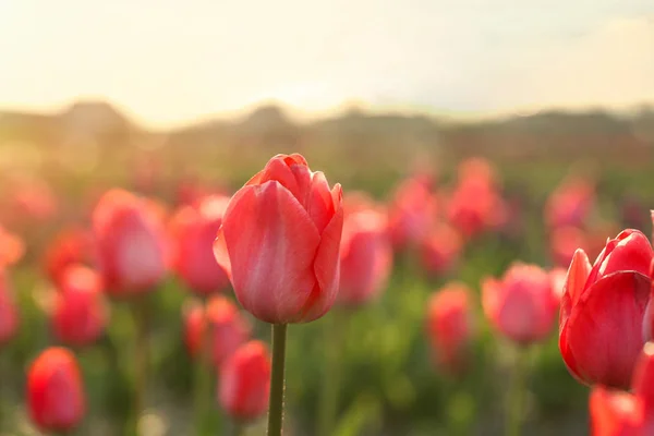 Widok zbliżenie pięknych świeżych tulipany na polu, miejsce na tekst. Kwitnące wiosenne kwiaty — Zdjęcie stockowe