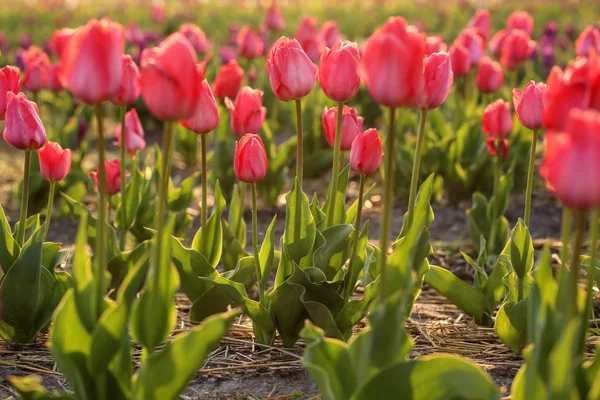 Pole ze świeżych pięknych tulipany. Kwitnące wiosenne kwiaty — Zdjęcie stockowe
