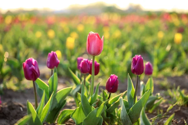 Vue rapprochée de belles tulipes fraîches sur le terrain, espace pour le texte. Floraison des fleurs printanières — Photo