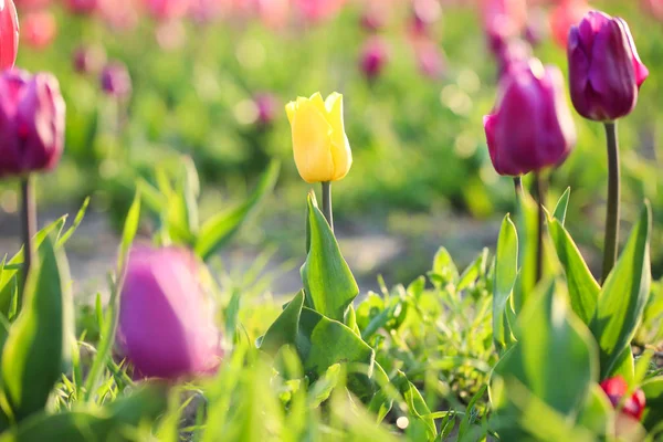 Widok zbliżenie pięknych świeżych tulipany na boisku. Kwitnące wiosenne kwiaty — Zdjęcie stockowe