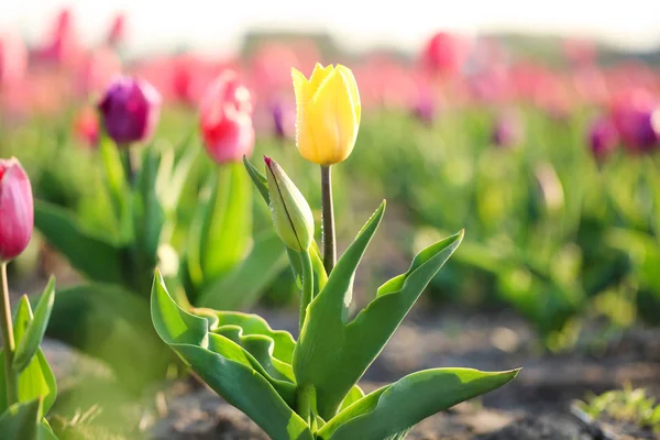 Vue rapprochée de belle tulipe fraîche avec des gouttes d'eau sur le terrain, espace pour le texte. Floraison des fleurs printanières — Photo