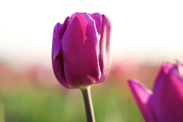 Vue rapprochée de belle tulipe fraîche sur le terrain. Floraison des fleurs printanières — Photo