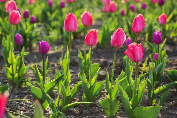 Champ avec de belles tulipes fraîches. Floraison des fleurs printanières — Photo