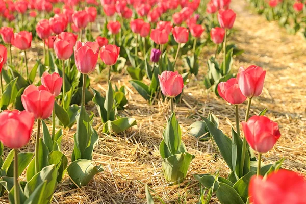 Pole ze świeżych pięknych tulipany. Kwitnące wiosenne kwiaty — Zdjęcie stockowe