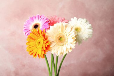 Renk arka planda güzel parlak gerbera çiçek Buketi
