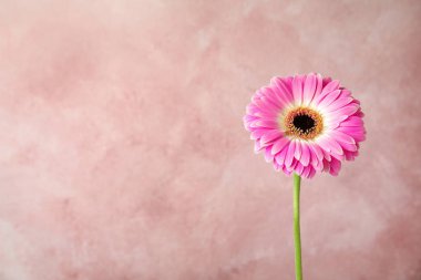 Renk arka plan üzerinde güzel parlak gerbera çiçek. Metin için alan