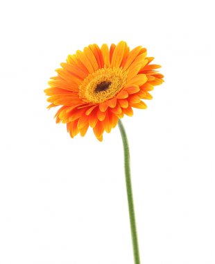 Beyaz arka plan üzerinde güzel parlak gerbera çiçek