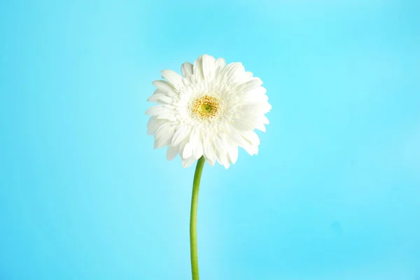 Красива яскрава квітка гербери на кольоровому фоні — стокове фото
