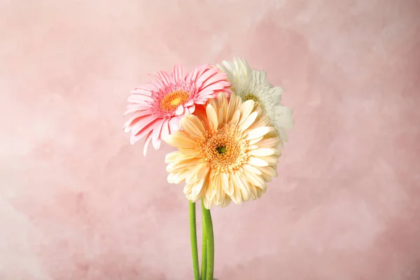 色の背景に美しい明るいガーベラの花の花束 — ストック写真