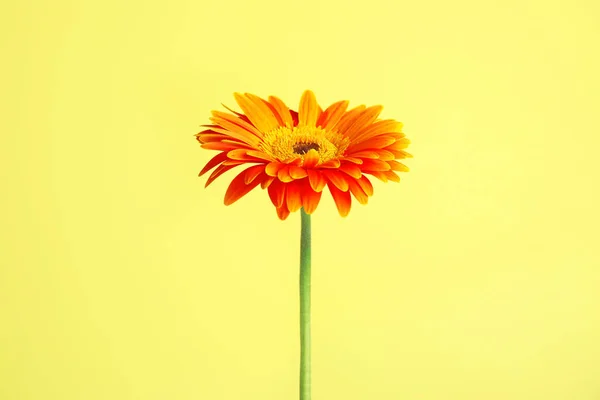 Mooie heldere Gerbera bloem op kleur achtergrond — Stockfoto