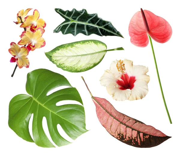 Set of fresh tropical leaves and flowers on white background