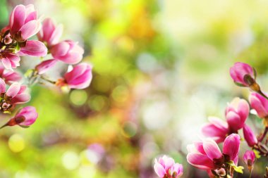 Bulanık arka plan, metin için alan karşı küçük çiçekler ile güzel manolya ağacı. İnanılmaz bahar çiçeği