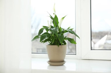Pencere eşik üzerinde güzel spathiphyllum bitki. Ev dekorasyonu
