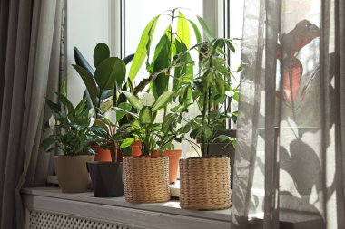 Evde pencere eşik farklı yeşil saksı bitkileri