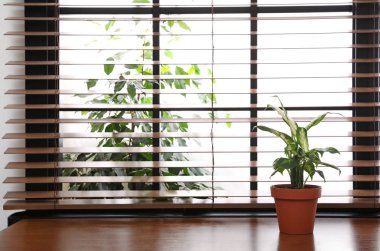 Evde pencere eşik yeşil saksı bitki. Metin için alan