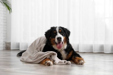 Yerde battaniye ile Komik Bernese dağ köpeği kapalı