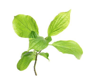 beyaz zemin üzerine yeşil yaprakları ile şube