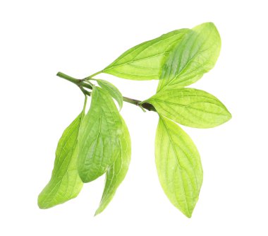 beyaz zemin üzerine yeşil yaprakları ile şube