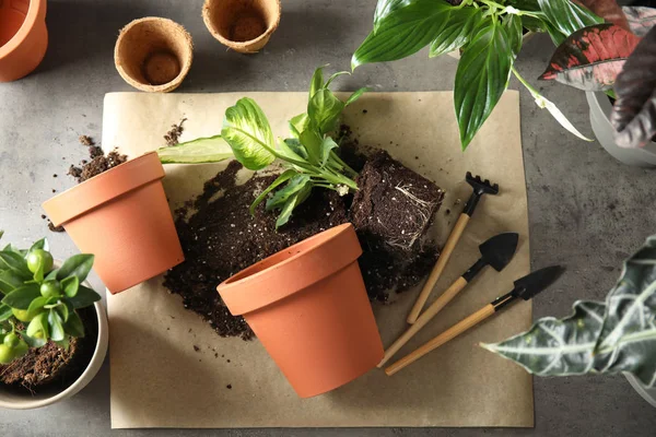 Flache Liegekomposition mit Töpfen, Zimmerpflanzen und Gartengeräten auf grauem Hintergrund — Stockfoto