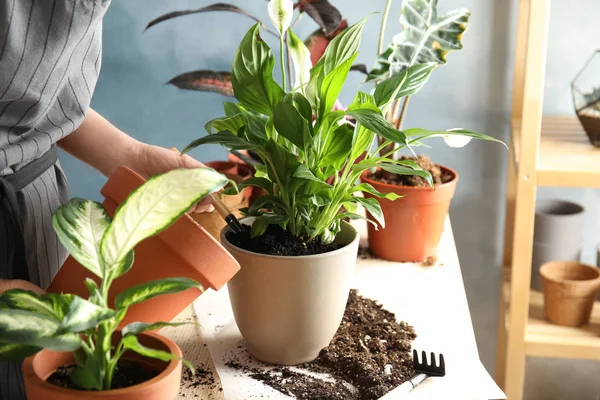Frau verpflanzt heimische Pflanze in neuen Topf am Tisch, Nahaufnahme — Stockfoto