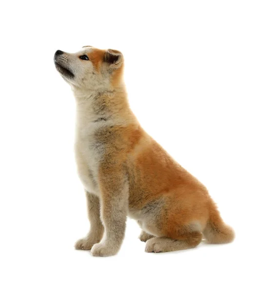 Cão bonito akita inu isolado em branco — Fotografia de Stock