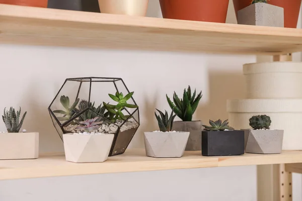 Diferentes plantas caseras en macetas en estante de madera. Elemento de diseño interior — Foto de Stock