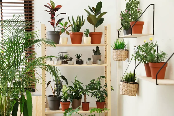 Stilvolle Raumausstattung mit verschiedenen heimischen Pflanzen — Stockfoto