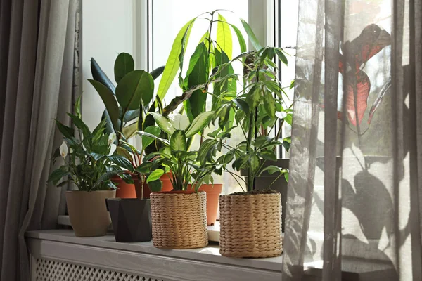 Різні зелені горщики рослини на підвіконні вдома — стокове фото