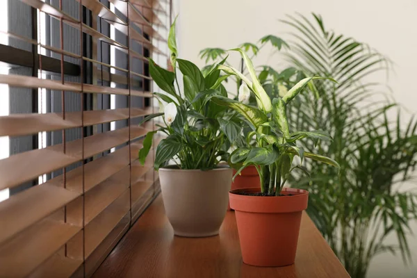 Diferentes plantas envasadas verdes no peitoril da janela em casa — Fotografia de Stock
