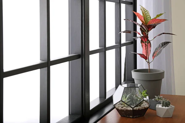 Plantas verdes diferentes no peitoril da janela em casa — Fotografia de Stock