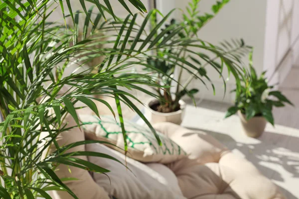 Lugar acolhedor com travesseiro poltrona e plantas envasadas em casa — Fotografia de Stock