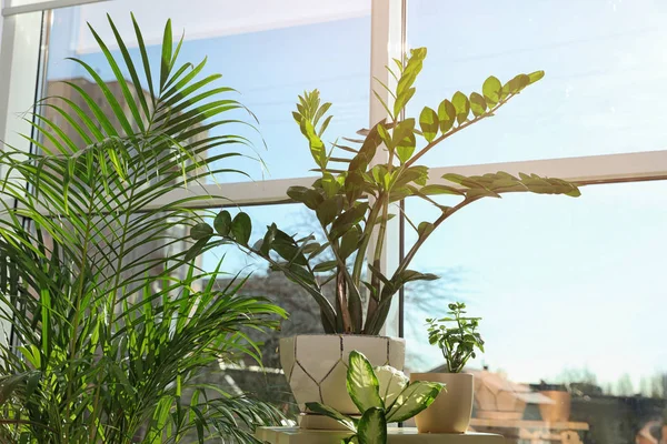 Différentes plantes vertes en pot près de la fenêtre à la maison — Photo