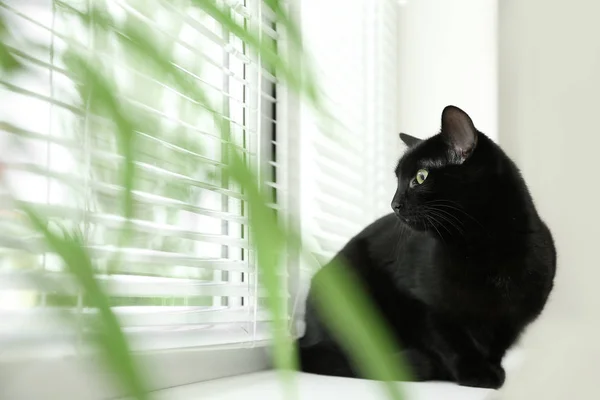 Αξιολάτρευτο μαύρο γάτα κοντά στο παράθυρο με περσίδες σε εσωτερικούς χώρους, θέα μέσα από πράσινα φύλλα — Φωτογραφία Αρχείου