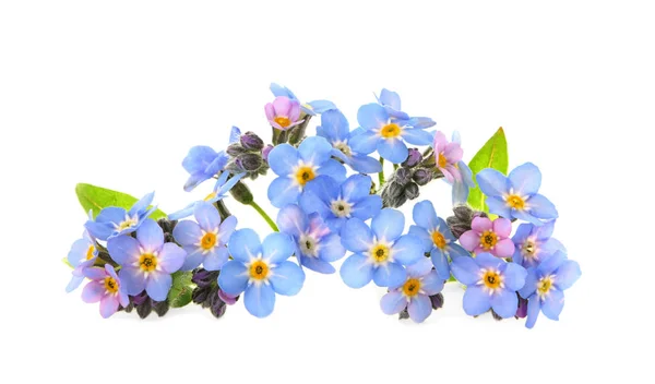 Geweldige lente Forget-me-not bloemen op witte achtergrond — Stockfoto