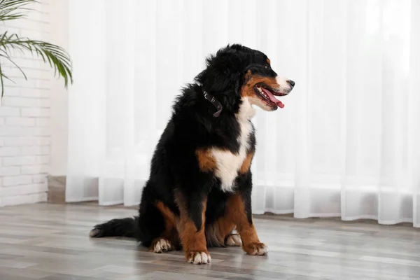 Uroczy Berneński pies górski na podłodze w pomieszczeniu — Zdjęcie stockowe