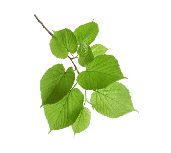 Gren med gröna blad på vit bakgrund — Stockfoto