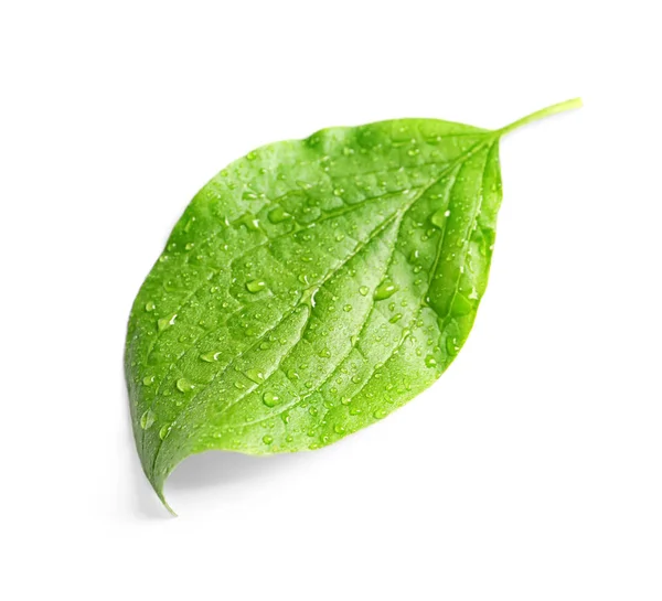 Gröna blad med dagg på vit bakgrund — Stockfoto
