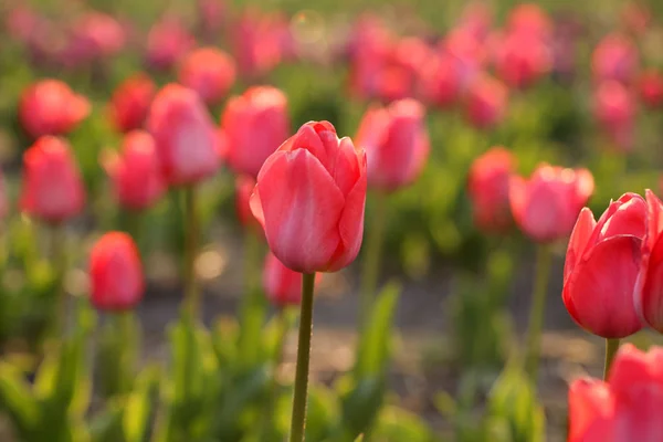 Vue rapprochée de belles tulipes fraîches sur le terrain, espace pour le texte. Floraison des fleurs printanières — Photo